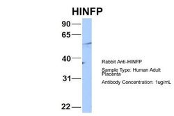 HINFP Rabbit anti-Human, Polyclonal, Novus Biologicals 0.1 mL | Buy Online | Novus Biologicals | Fisher Scientific
